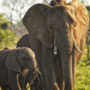 Close-up of an elephant mother and her baby in Kruger National Park.