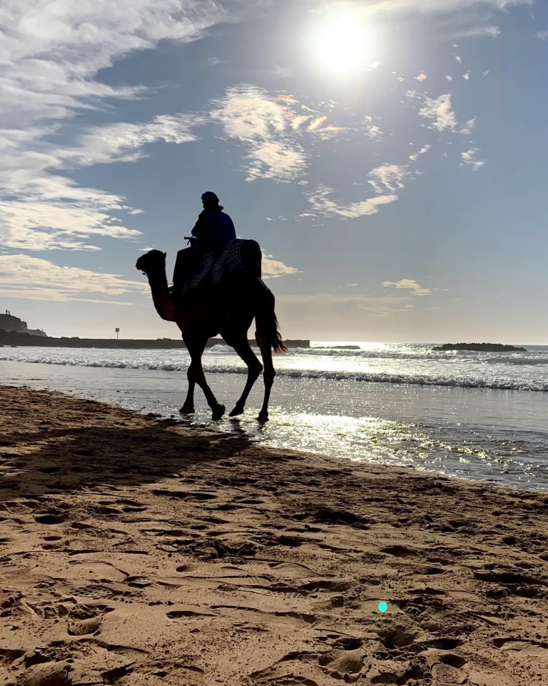 Ein Kamel mit Reiter am Sandstrand von Agadir entlang des Atlantik.