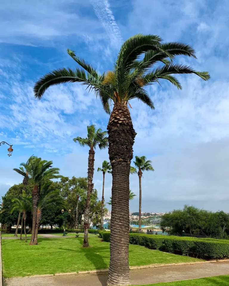 Eine große Kanarische Dattelpalme an der Uferpromenade in Rabat.