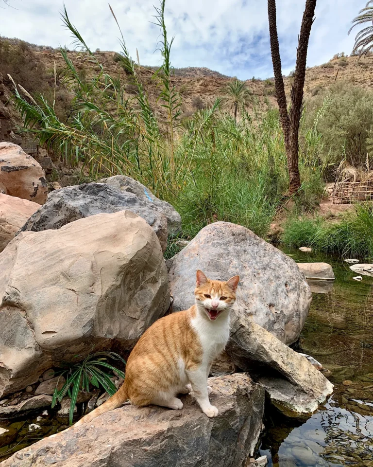 Orange-weiß gestreifte Katze im Paradise Valley Agadir.