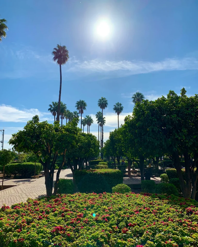 Gärten der Koutoubia-Moschee mit Palmen und rosa Büschen.