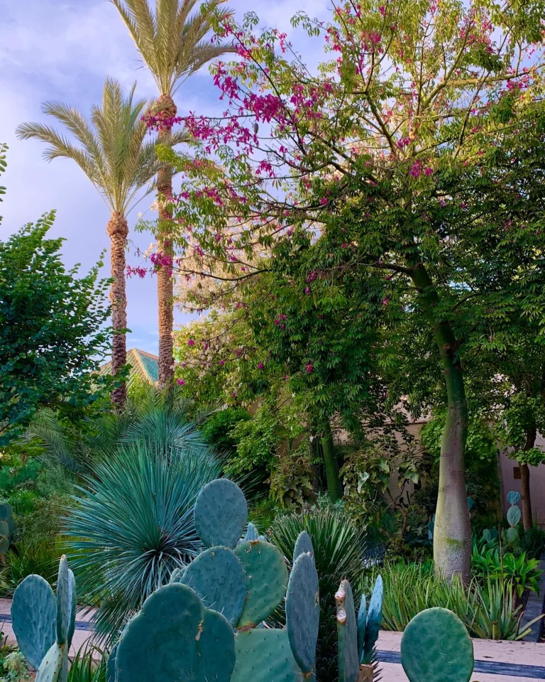 Nahaufnahme von Kakteen und Palmen im Jardin Secret Marrakesch.