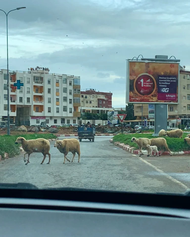 Eine Herde Schafe läuft über die Hauptstraße in Rabat, Marokko.