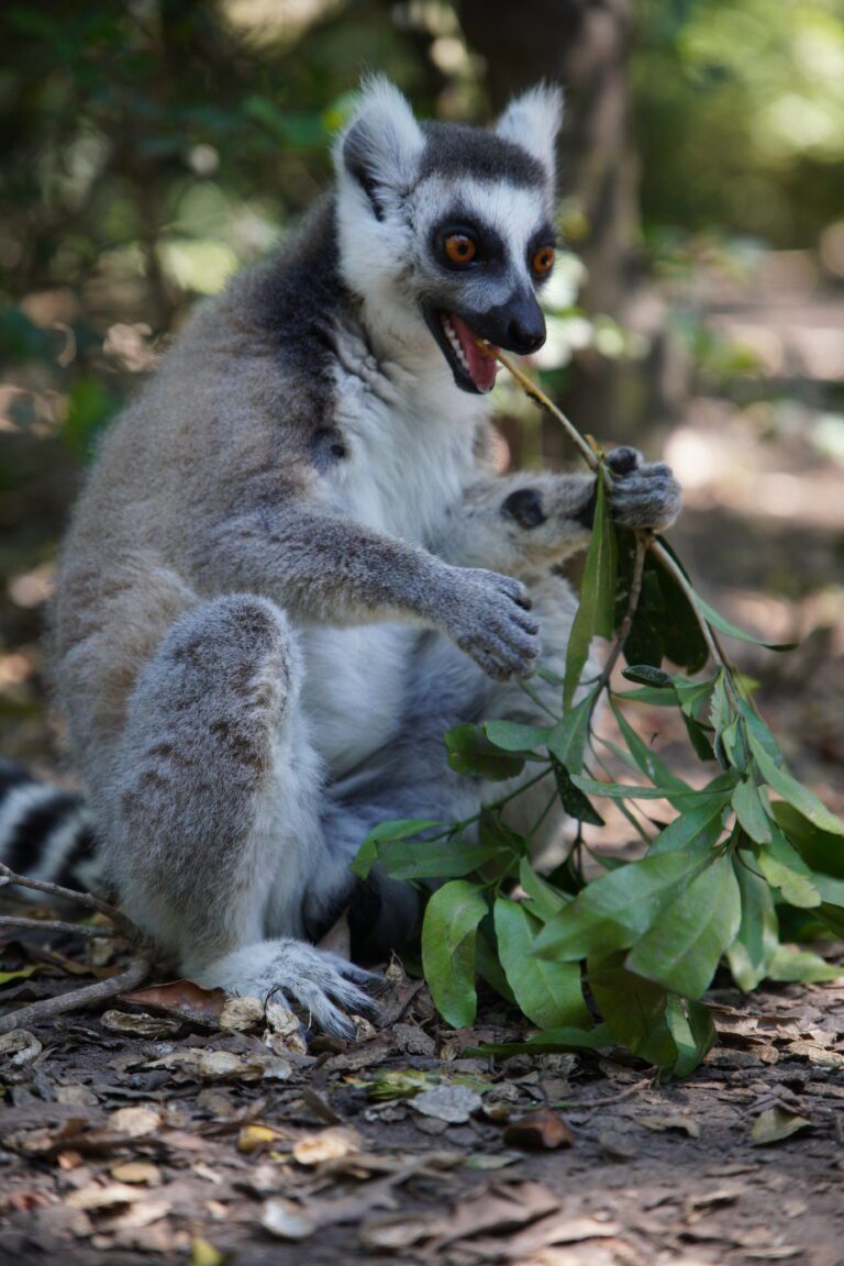 Monkey Sanctuary