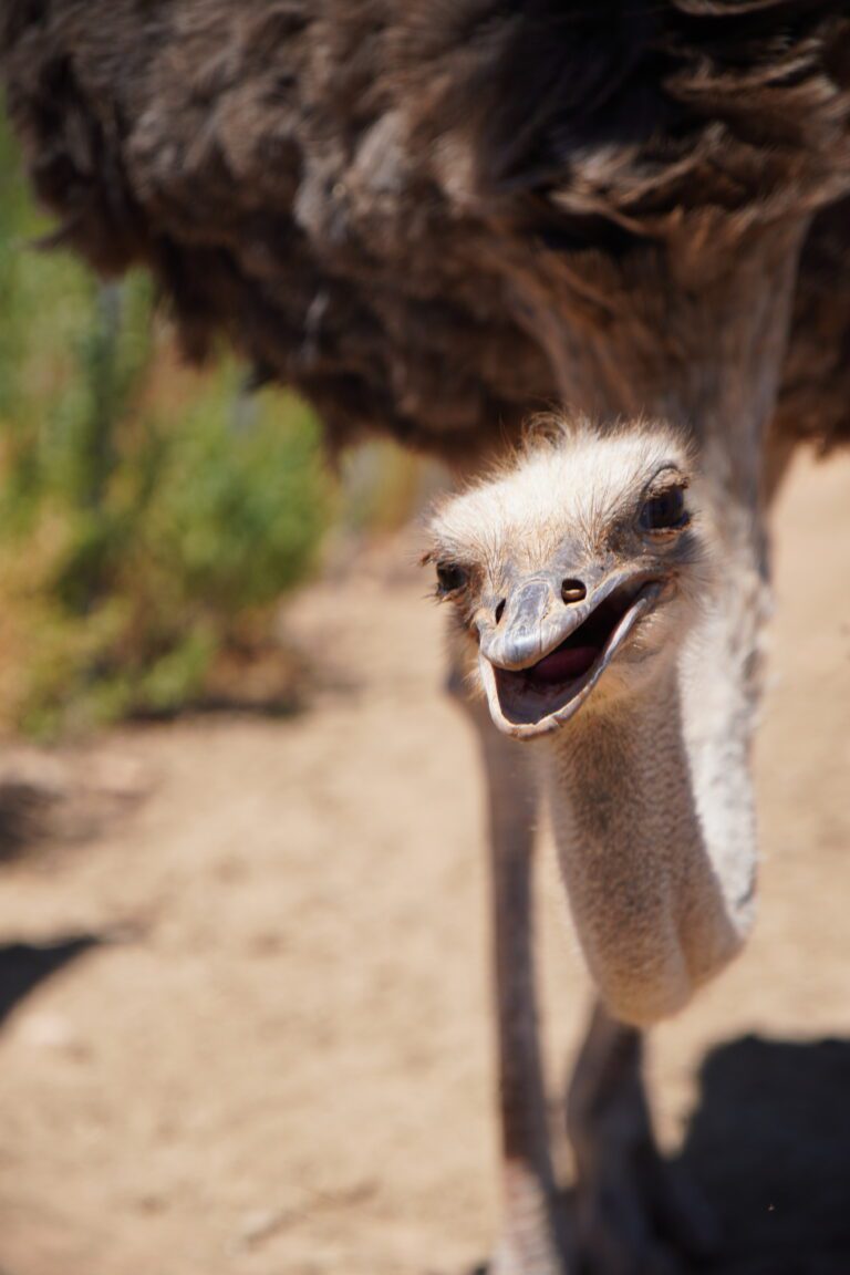 Oudtshoorn ostrich farm