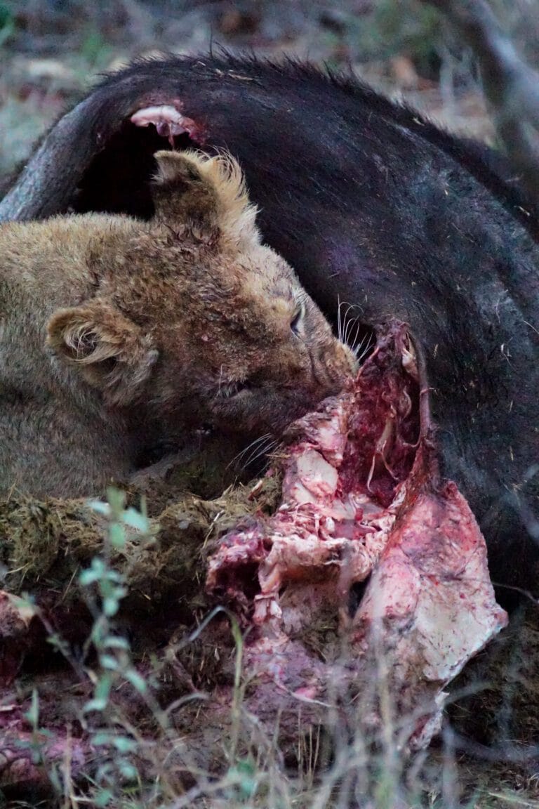 Lion Kills a Buffalo