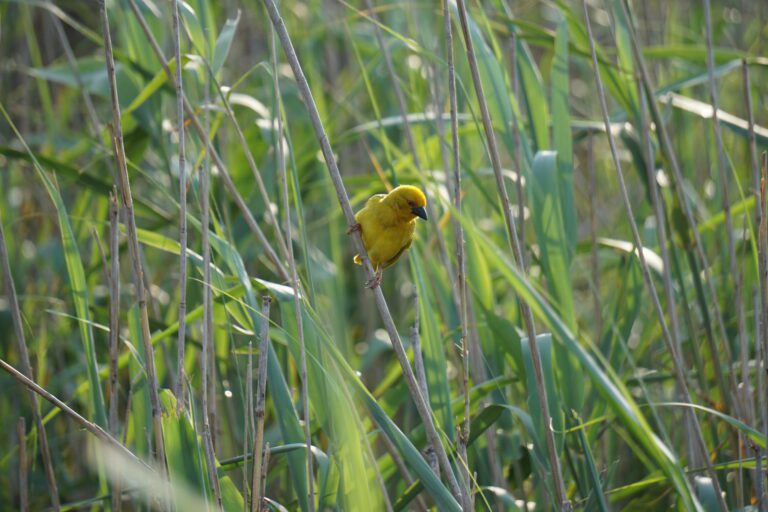 Weaver Bird