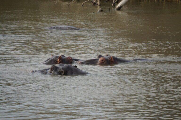 Hippos