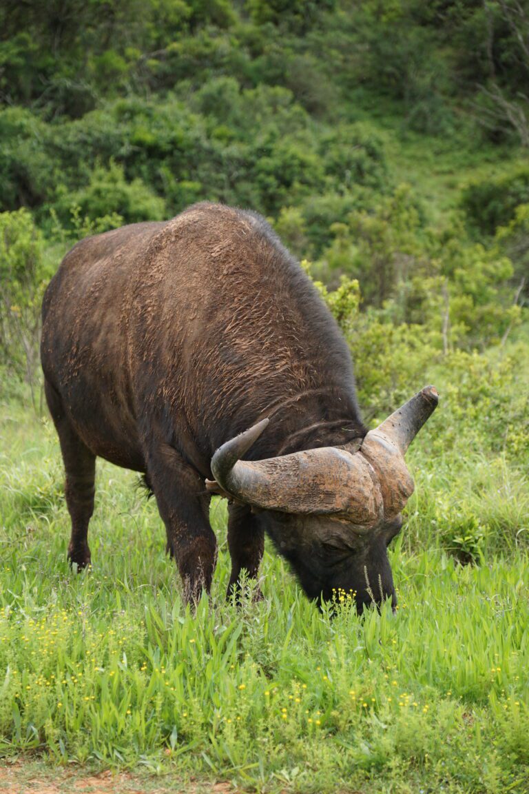 Buffalo