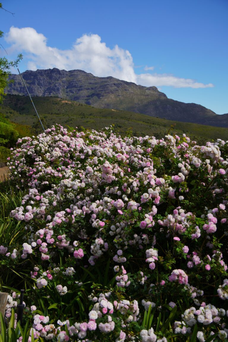 Stellenbosch