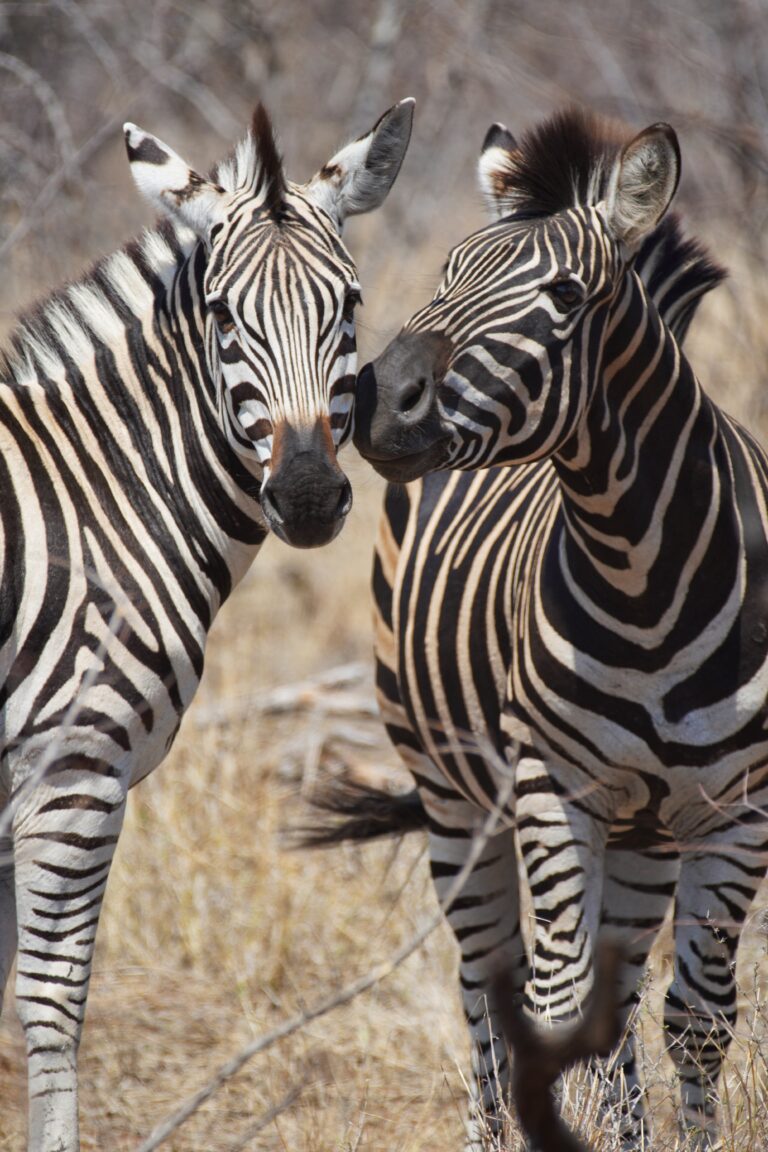 Zebras