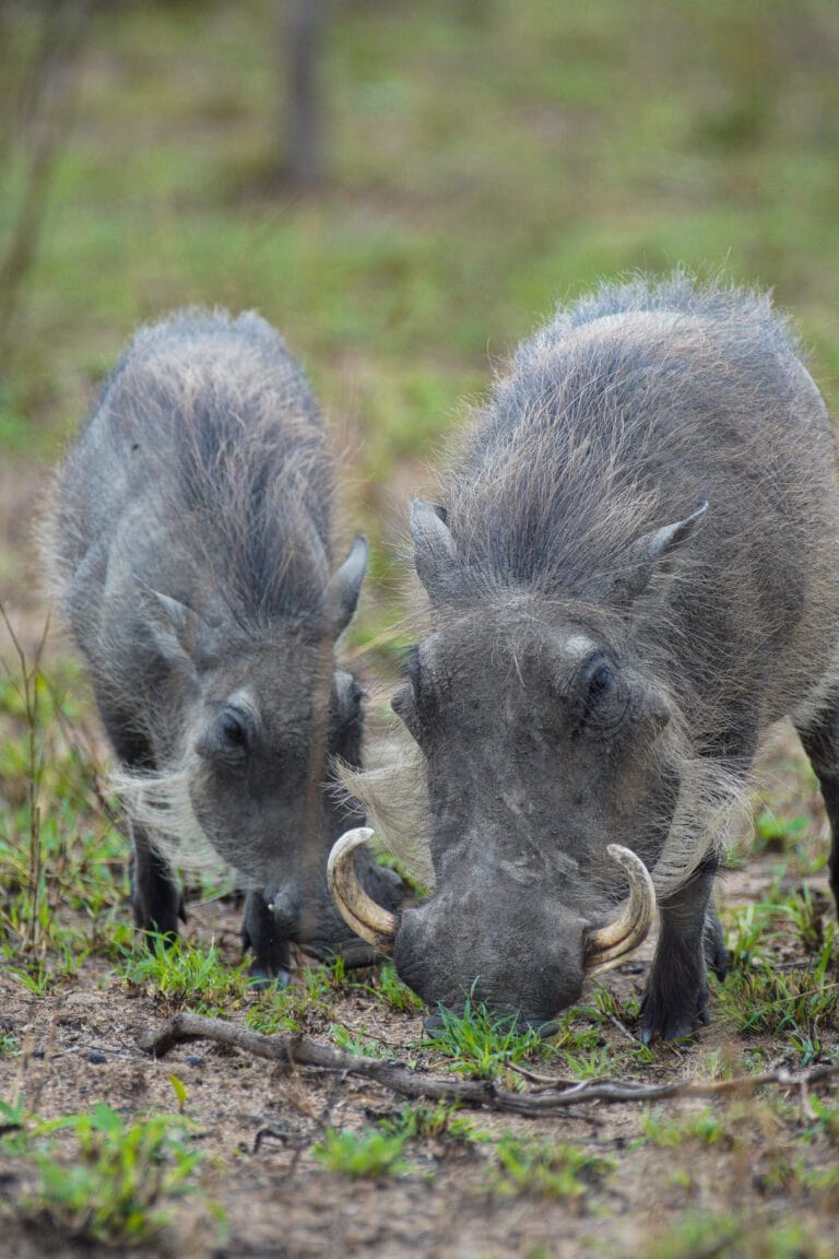 Warthogs