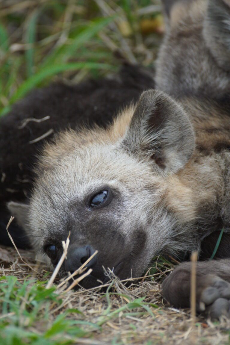 Hyena cub