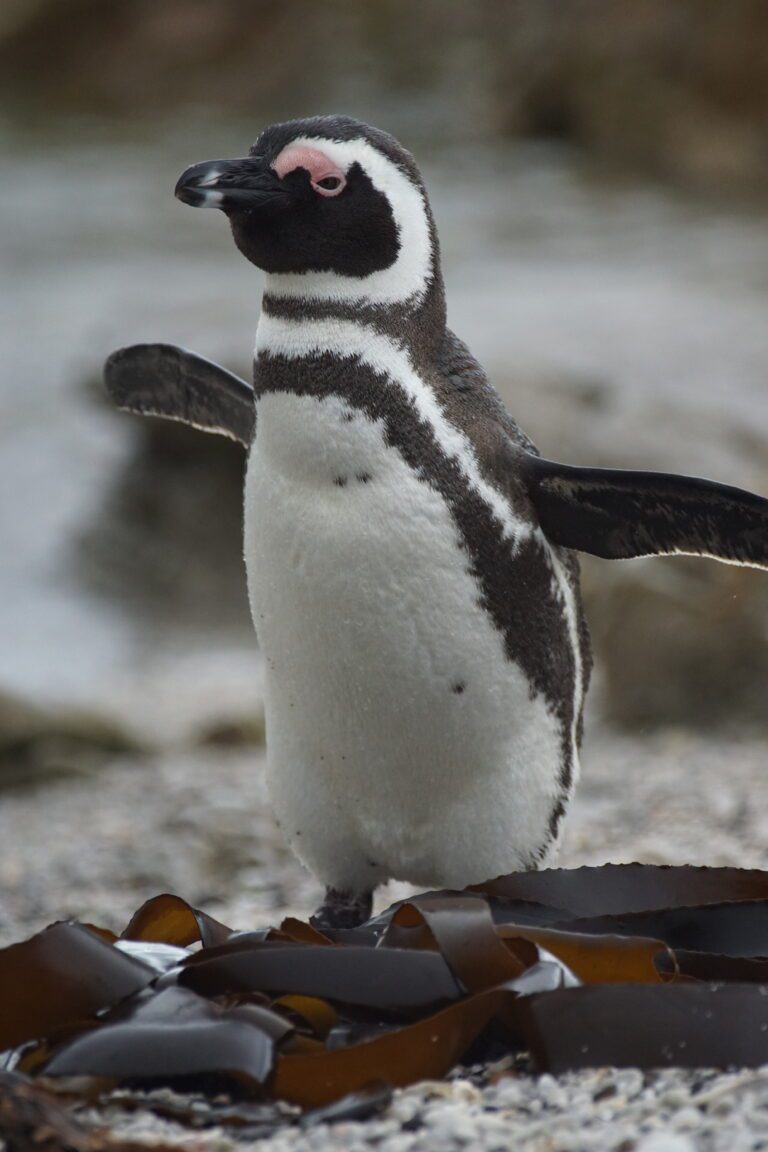 Penguin Bettys bay