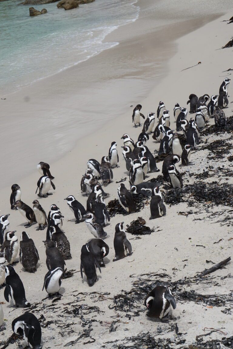 Simons Town Penguins