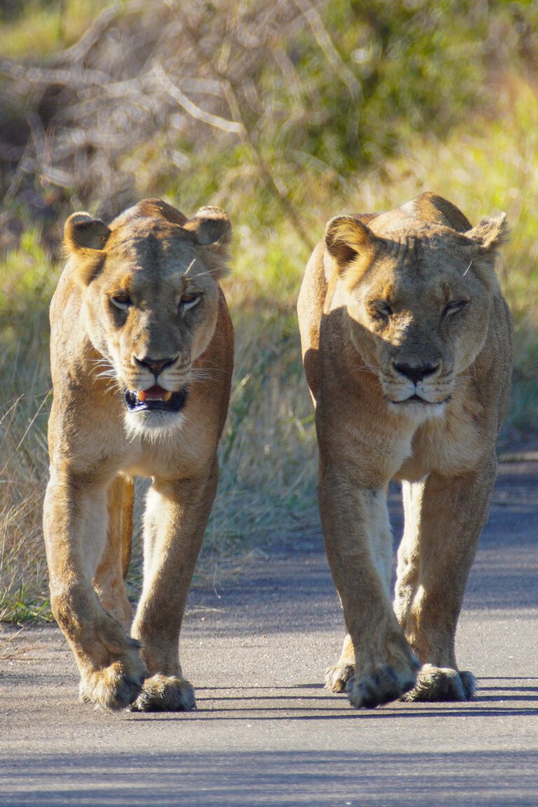 Lions walking on street