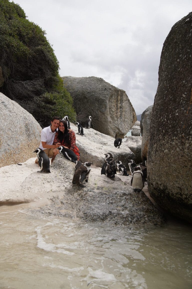 Simons Town Penguins