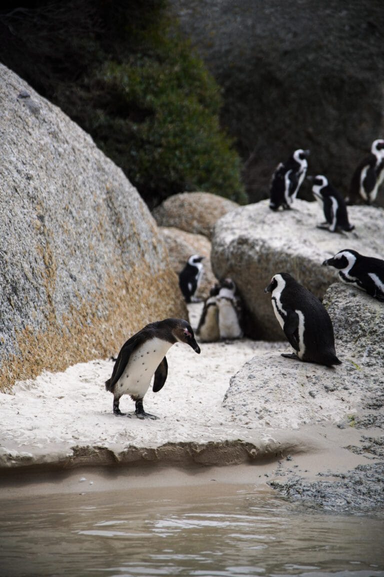 Simons Town Penguins