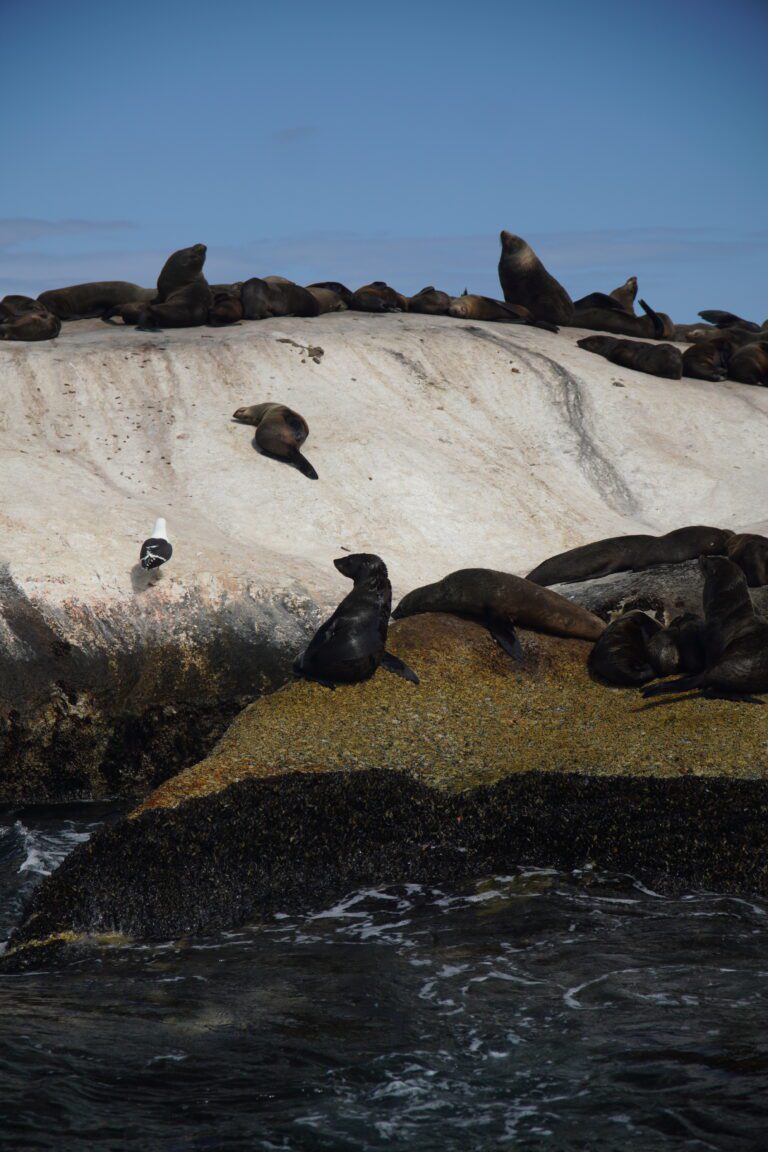 Whale Watching Tour