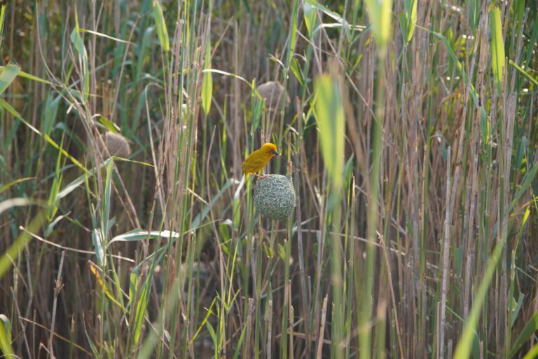 Weaver Bird