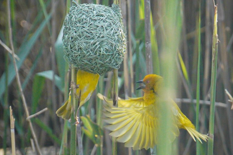 Weaver Bird