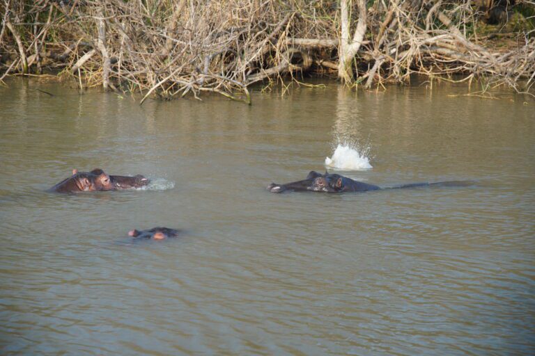 Hippos