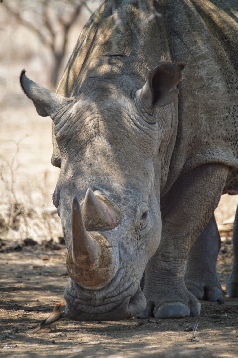 White Rhino