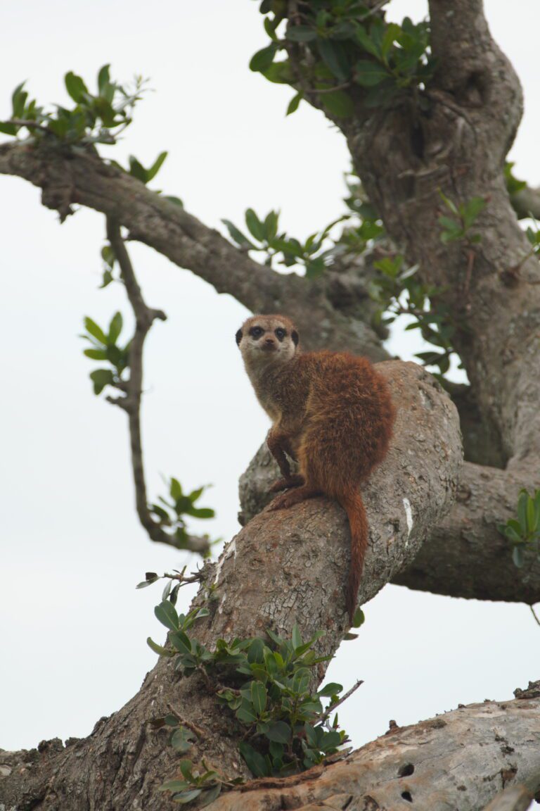 Meerkat