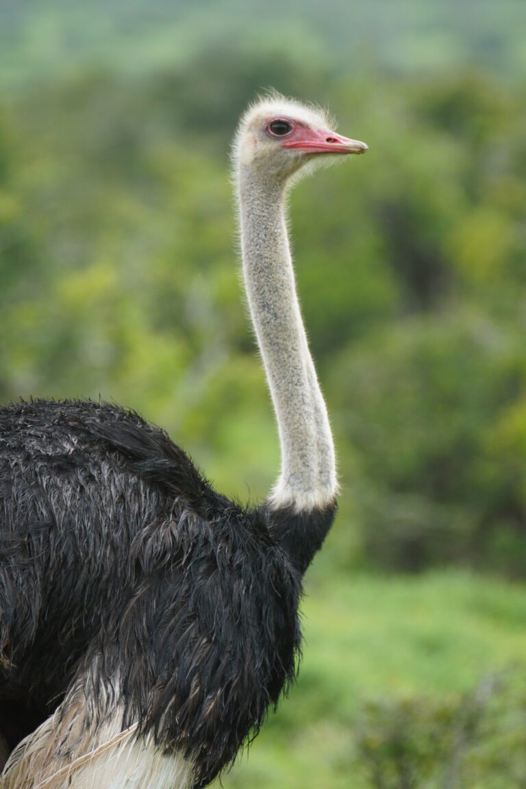 Ostrich