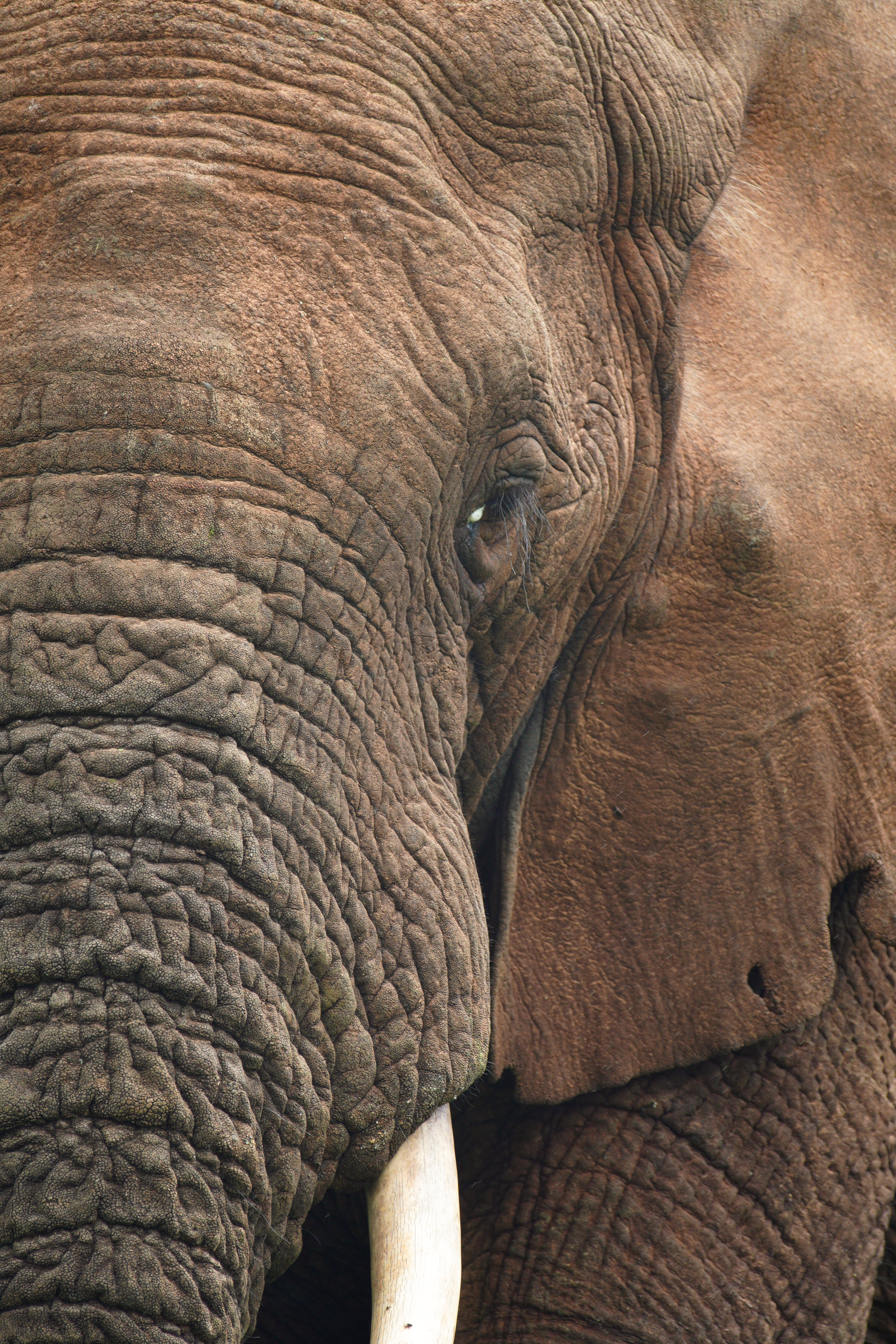 Elephant closeup