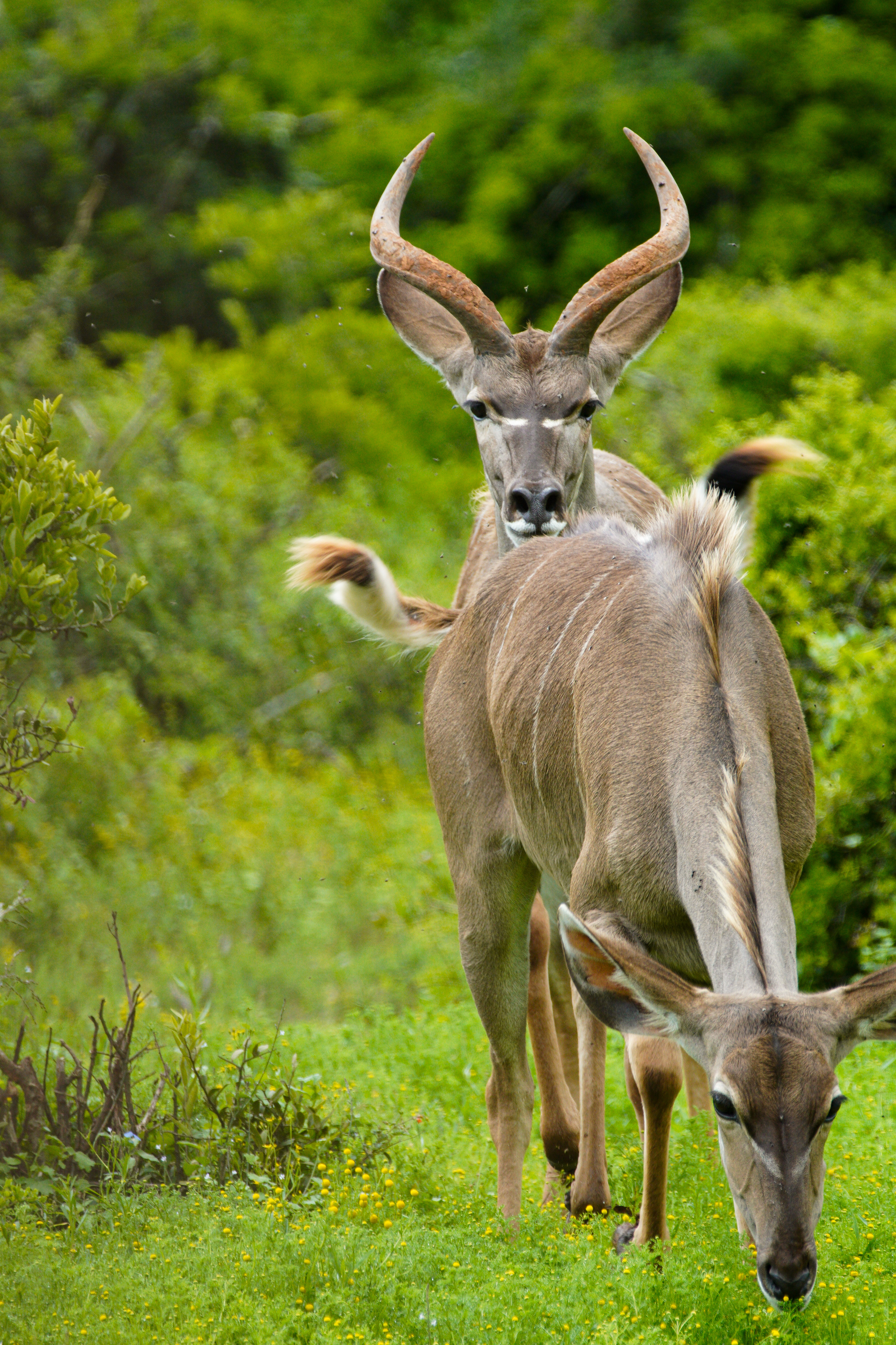 Kudu