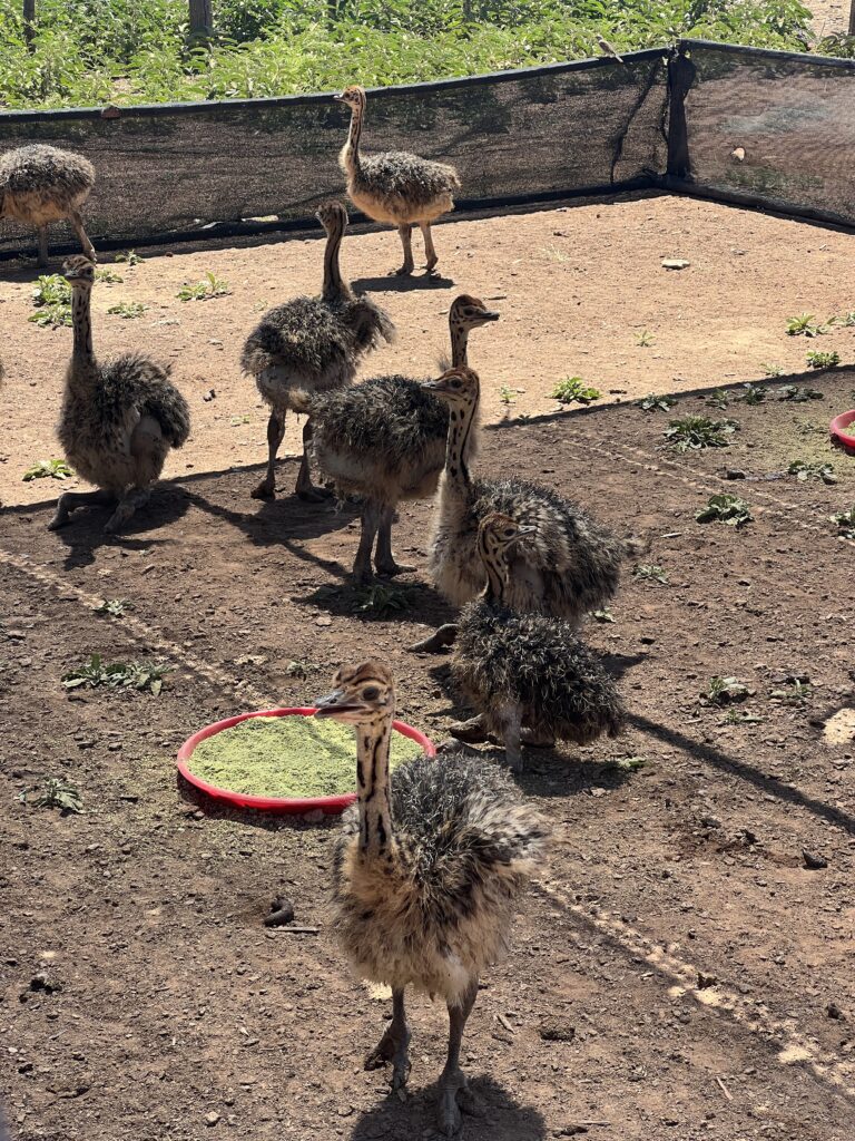 Oudtshoorn ostrich farm