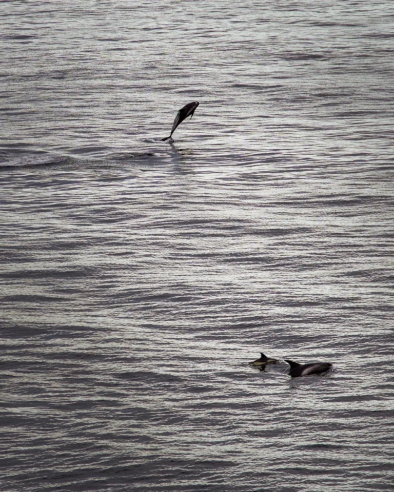 A group of dolphins leaping out of the water near Arnarstapi Cliffs in Iceland