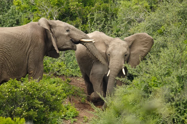 Two elephants amidst green bushes in Kruger National Park, South Africa