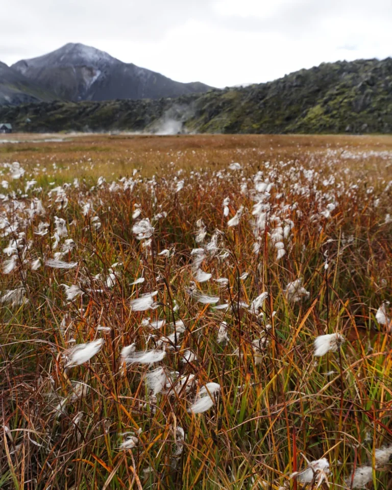 A lush green meadow dotted with white plants, with the colorful rhyolite mountains of Landmannalaugar in the background