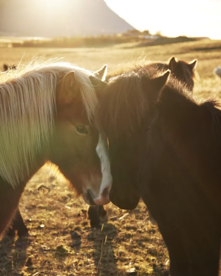 Two Icelandic ponies basking in the warm sunlight in Iceland