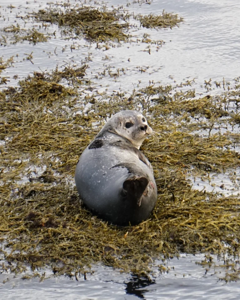 A close-up of a single seal resting on a rock at the Seal Lookout in Iceland