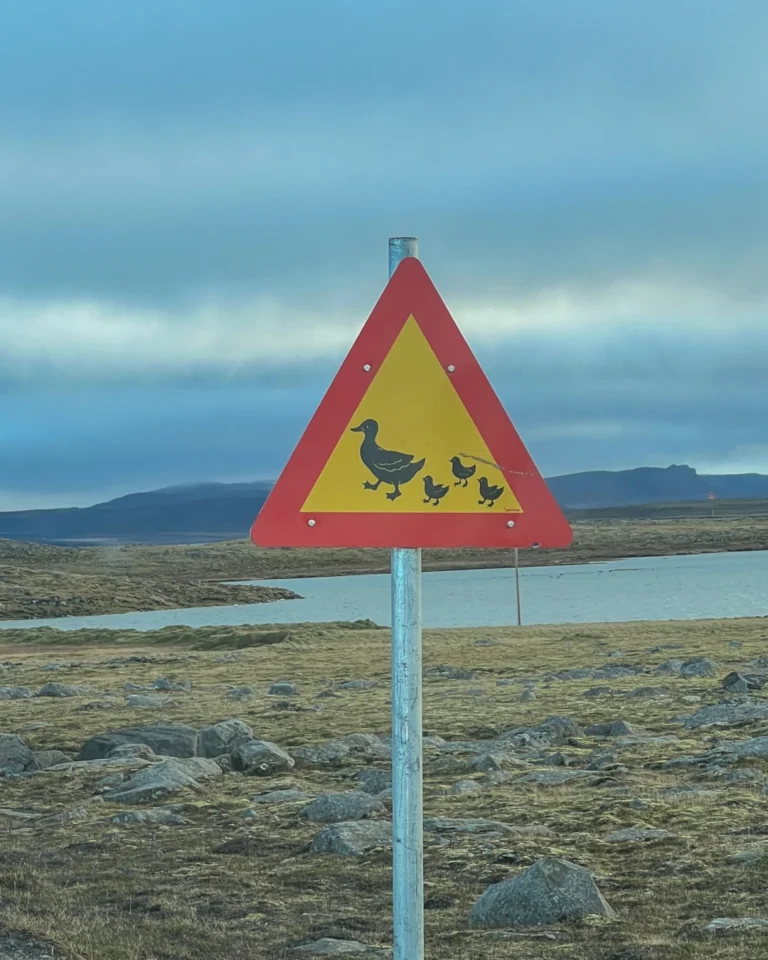 Road sign indicating ducks with ducklings crossing the road, Iceland