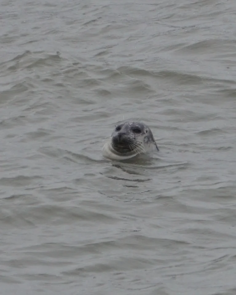 A seal floating in the water, with its head sticking out, in the wild waters of Iceland