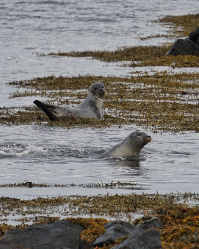 Zwei Robben, die auf Felsen am Seal Lookout in Island ruhen, mit ruhigem Wasser im Hintergrund