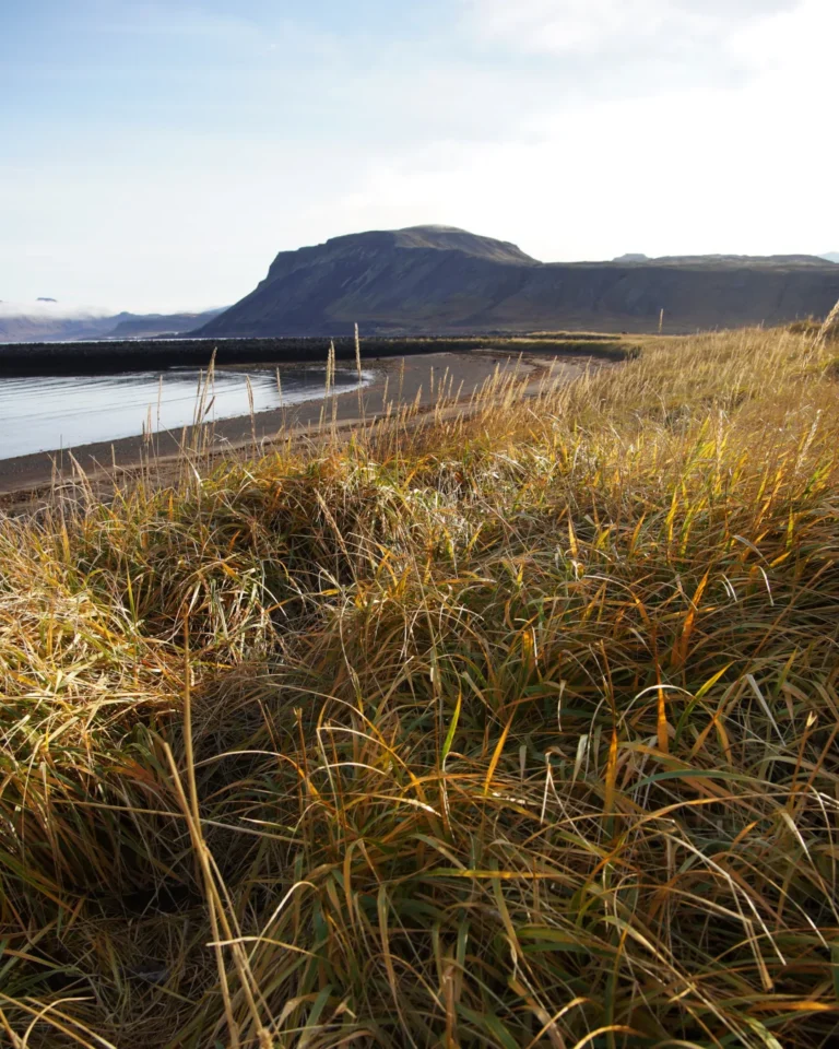 Grassland in the foreground with a black beach and majestic mountains in the background on Snæfellsnes Peninsula, Iceland