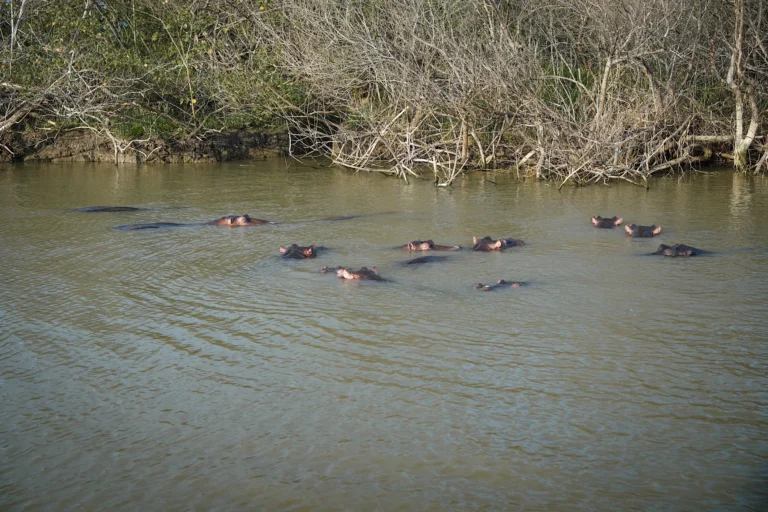 A massive group of ten hippos in the water in St. Lucia.