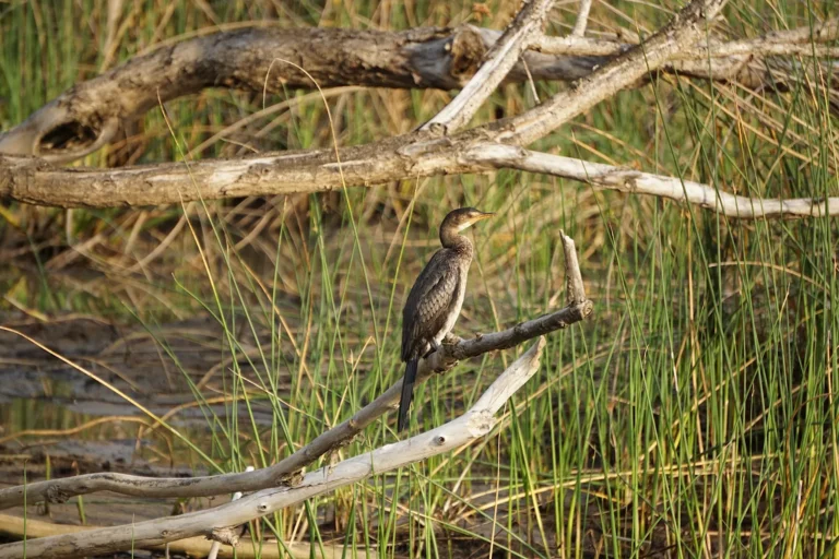 A cormorant perched on the riverbank near Santa Lucia during a hippo tour.