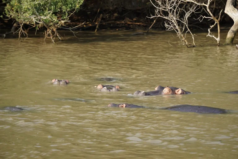 A group of six hippos resting in the river in St. Lucia, with only their eyes visible above the water surface.