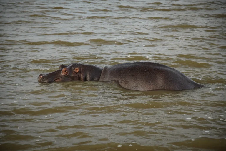 Close-up of a hippo in St. Lucia with its back and head mostly out of the water.