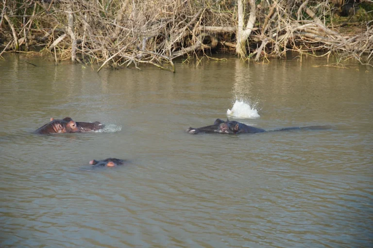 Three hippos swimming with water splashing up in St. Lucia during a hippo safari.
