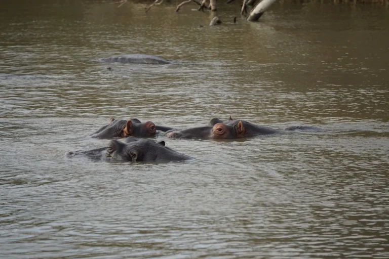 Close-up portrait of the heads of a group of four hippos in St. Lucia.