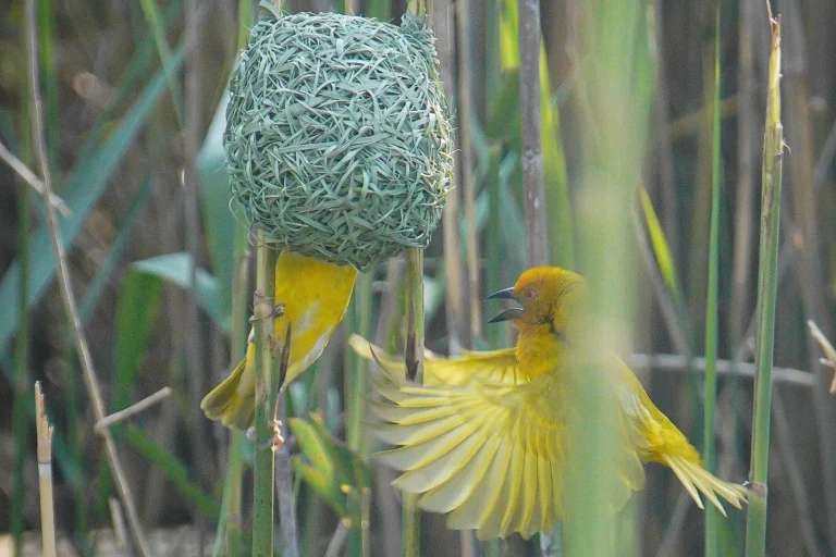Close-up of a weaver bird in flight approaching its nest in the reeds of St. Lucia.
