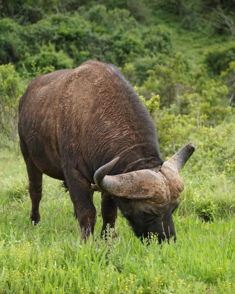 Close-up of an African buffalo eating grass in Addo Elephant Park.