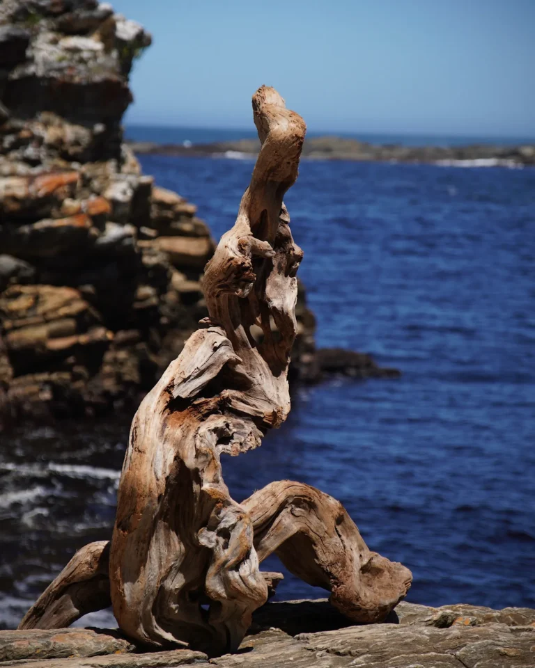 Large driftwood root shaped by water like an artistic figure in Tsitsikamma National Park.